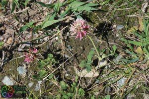 trifolium pallescens (2).jpg